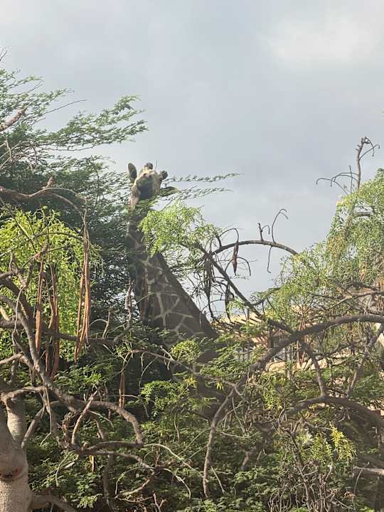 Gartenanlage Lopesan Baobab Resort