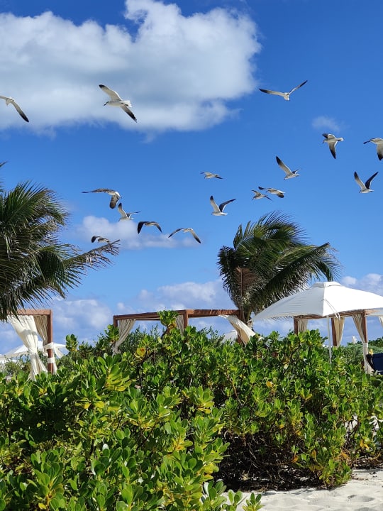 Ausblick TRS Coral Hotel - Adults Only