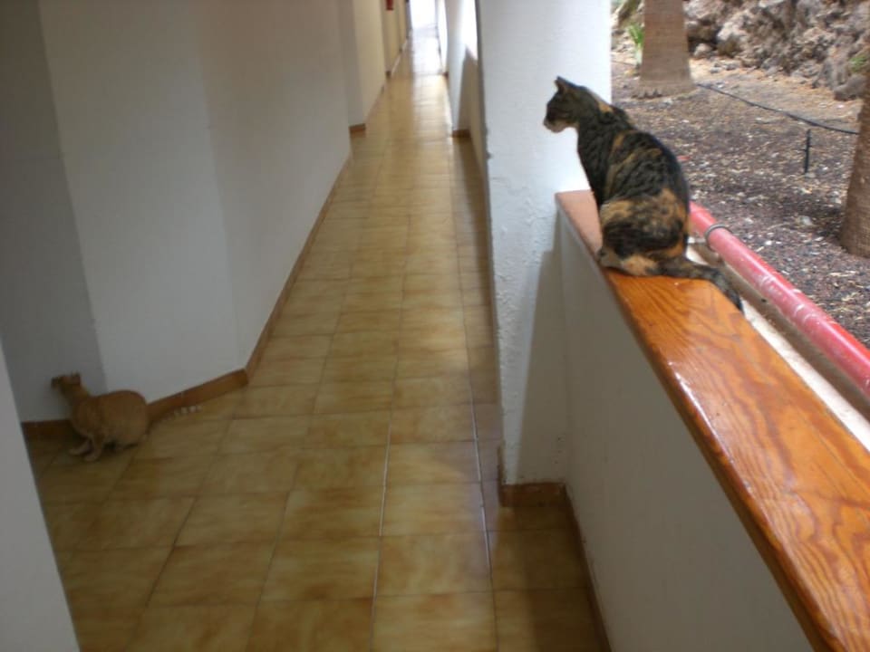 Der Flur Servatur Alameda de Jandía