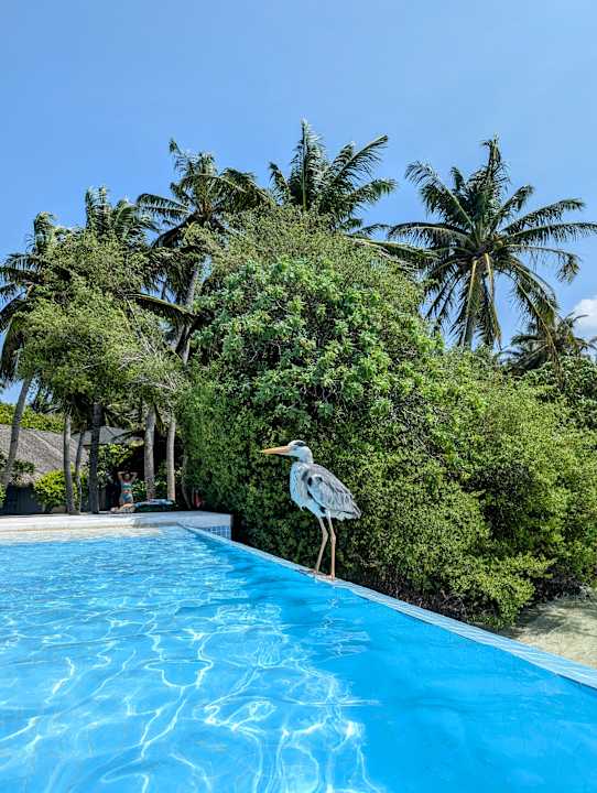 Pool Summer Island Maldives