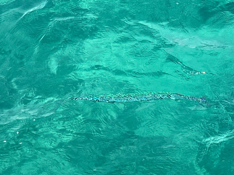 Strand JAZ Elite Amara