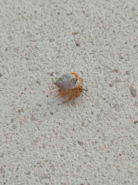 Gartenanlage Akumal Bay Beach & Wellness Resort