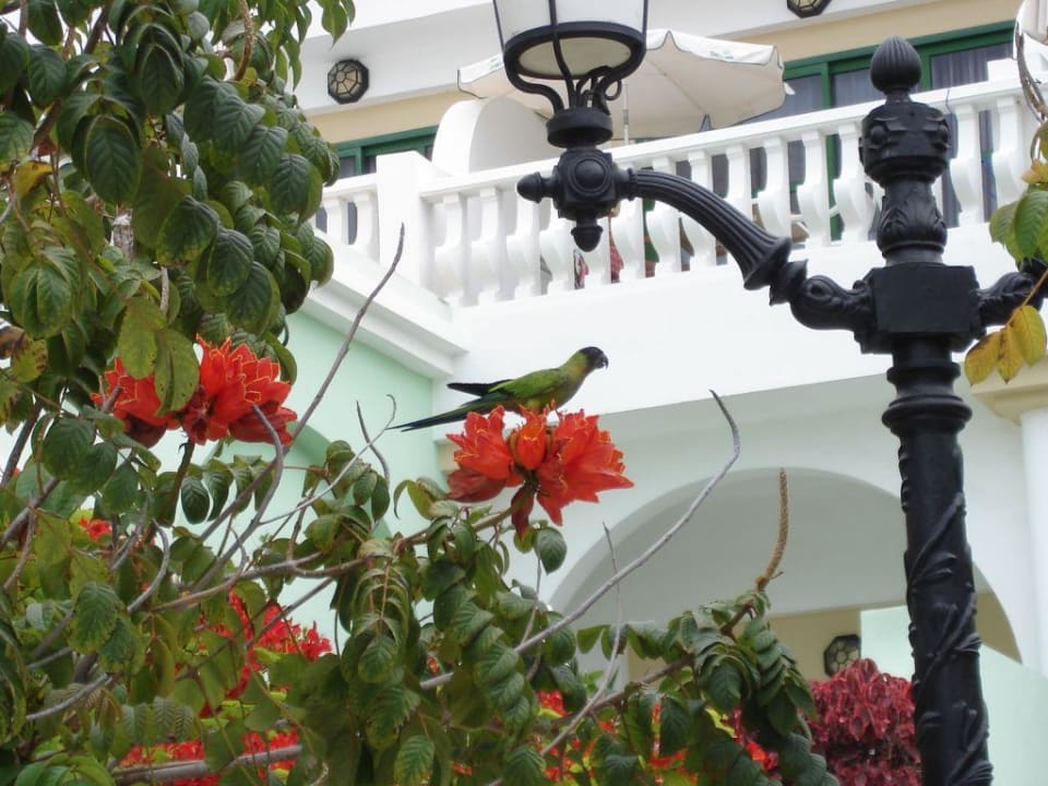 Hotel Colon Guanahani Adrián Hoteles Colón Guanahaní - Adults only