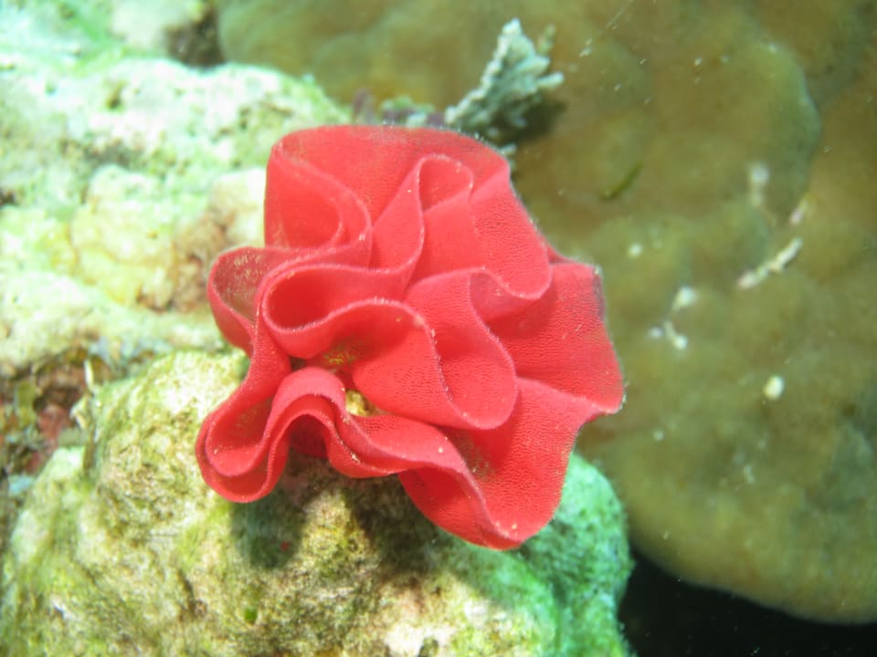 Sport & Freizeit Sunset Dive Resort