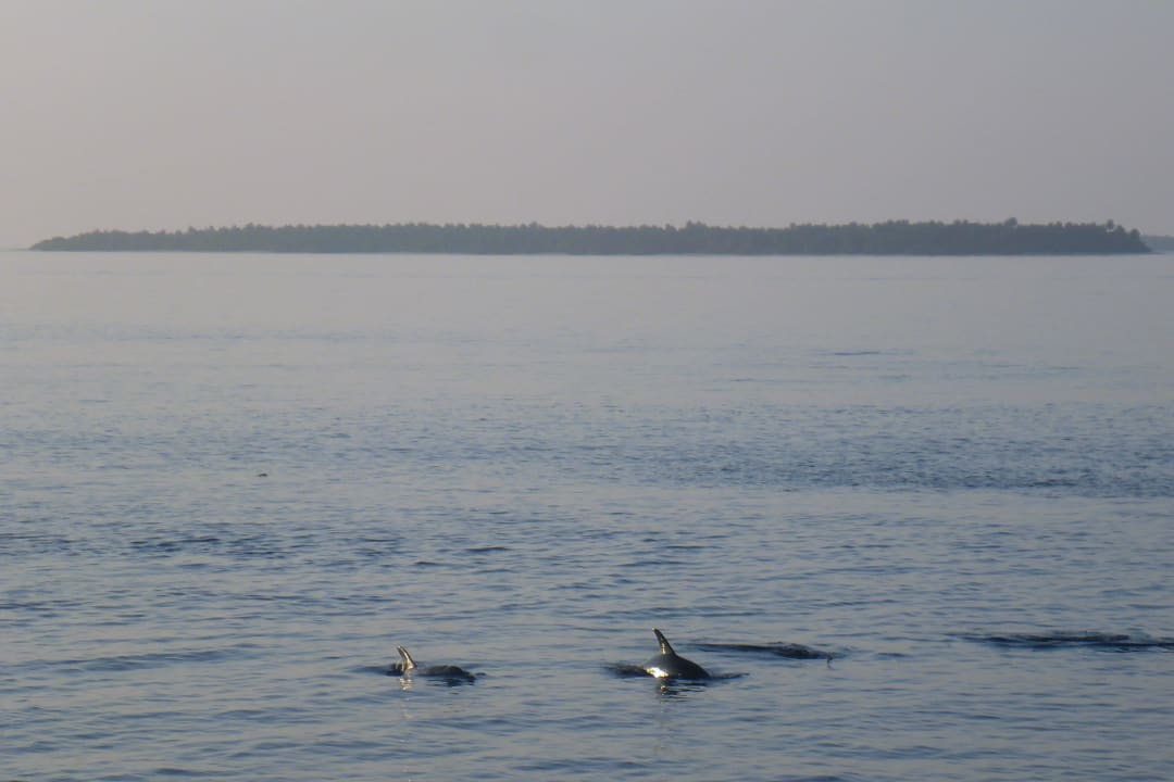 Delfine Adaaran Select Meedhupparu Island Resort - Premium All Inclusive