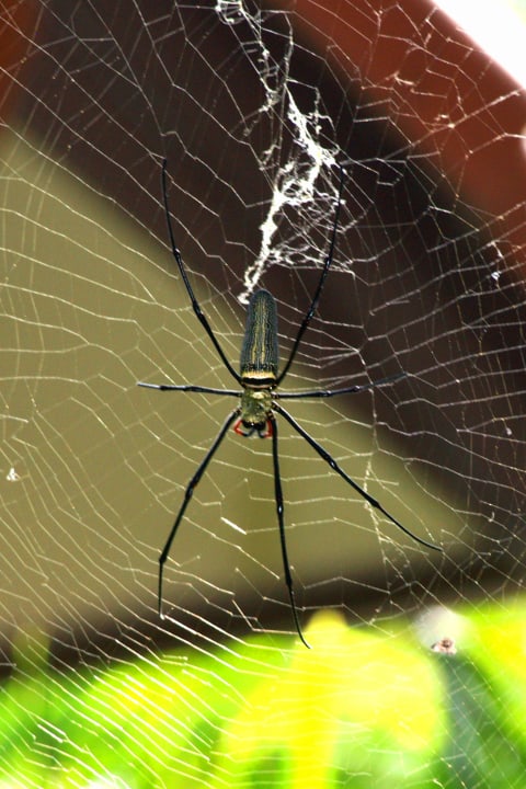 Charly 15cm Radnetzspinne Coco Palm Beach Resort