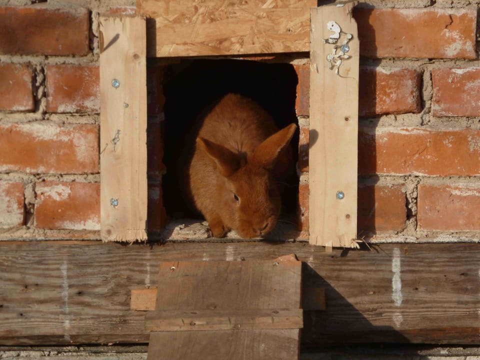 Hase im Streichelzoo Ferien & Pferdehof Gut Klein Nienhagen
