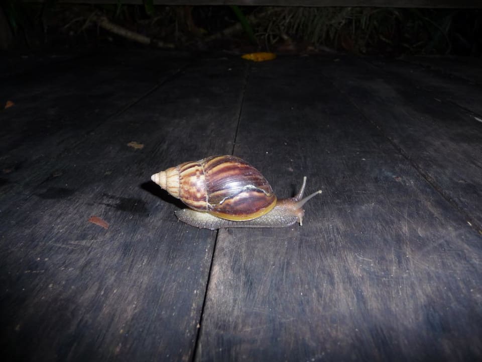 Schnecke im Hotel Aana Resort
