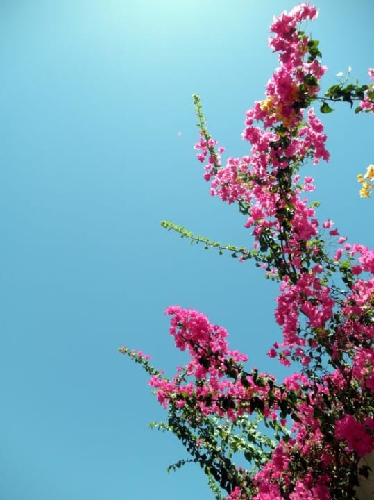 Райские сады Цитадели Pickalbatros Citadel Resort