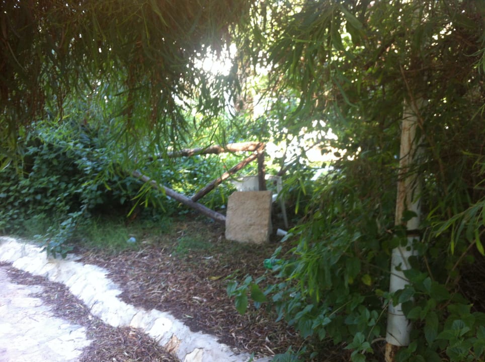 Ungepflegte Gartenanlage! Hotel Marhaba Club