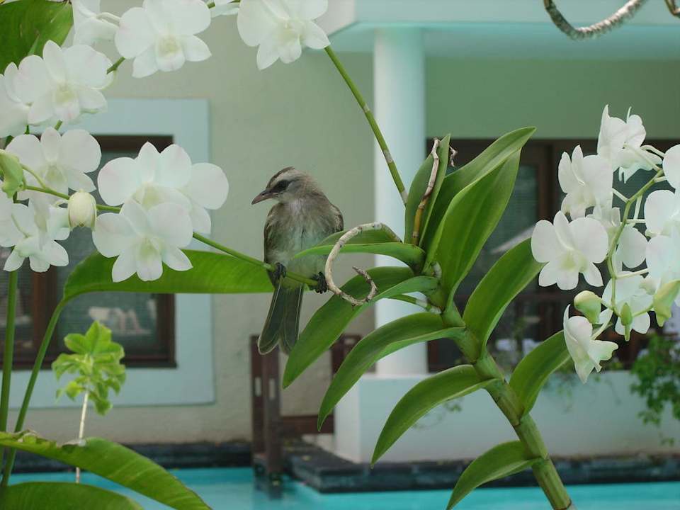 Gefiederter Gartenbewohner The Laguna A Luxury Collection Resort & Spa