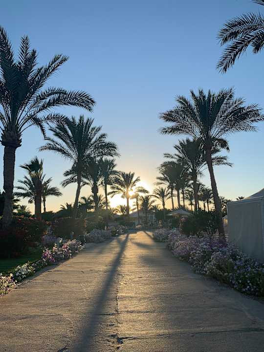 Gartenanlage Desert Rose