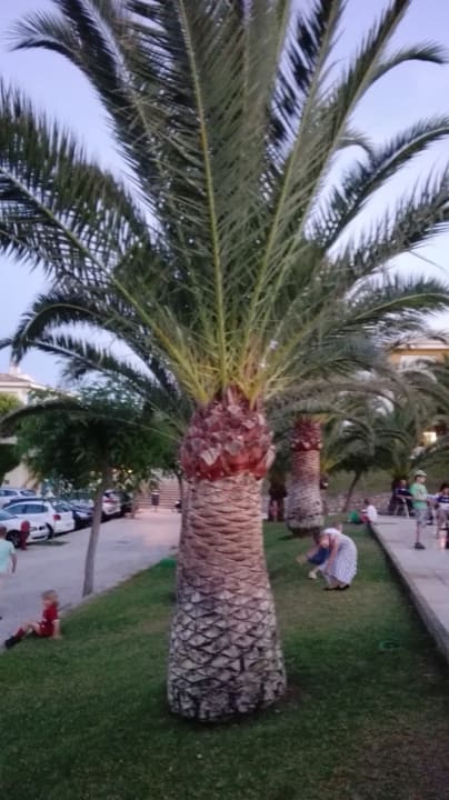 Gartenanlage blau punta reina