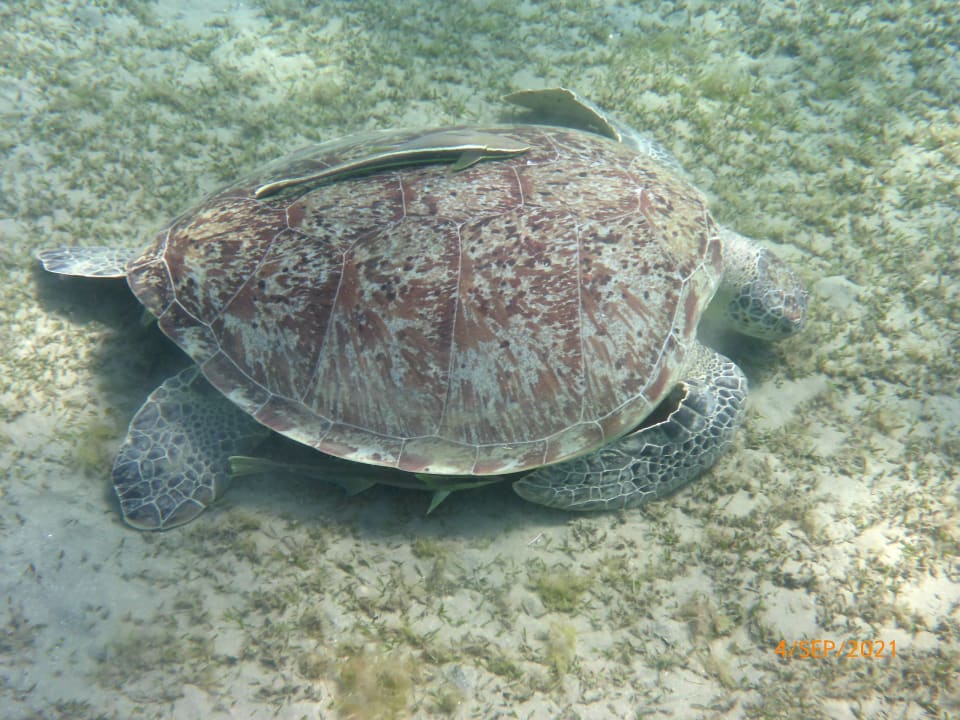 Strand Shams Alam Beach Resort