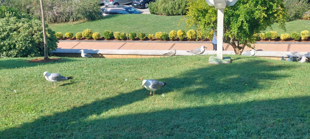 Gartenanlage Hotel Istra Plava Laguna