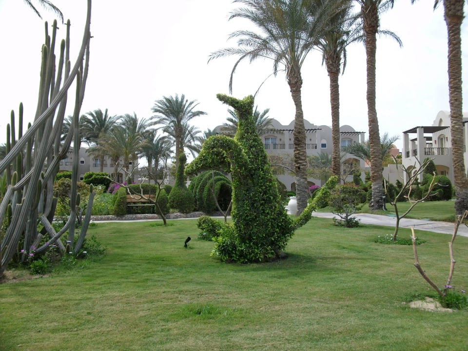 Tiere wo man hinschaut Jaz Makadi Oasis Resort