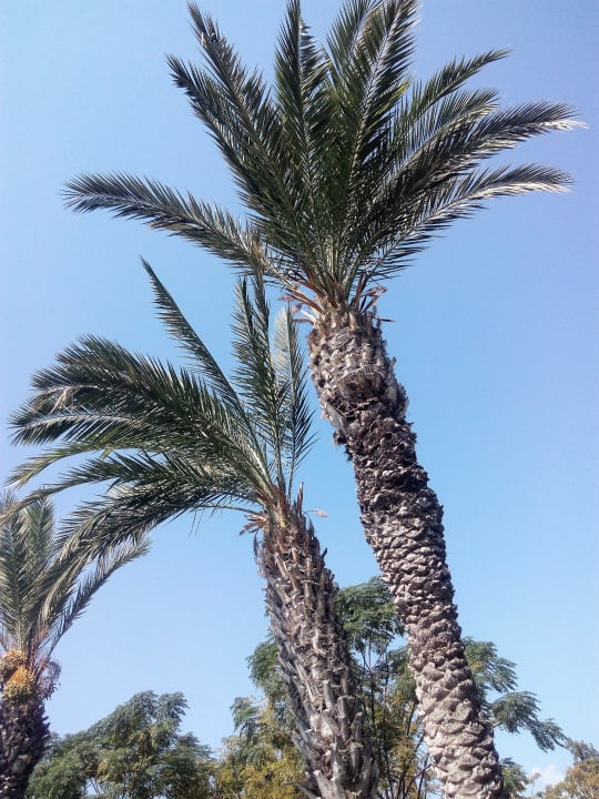 Gartenanlage Labranda Alantur Resort