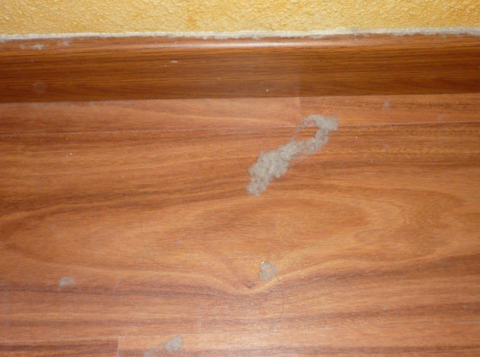 Wollmäuse Ole Tropical Tenerife