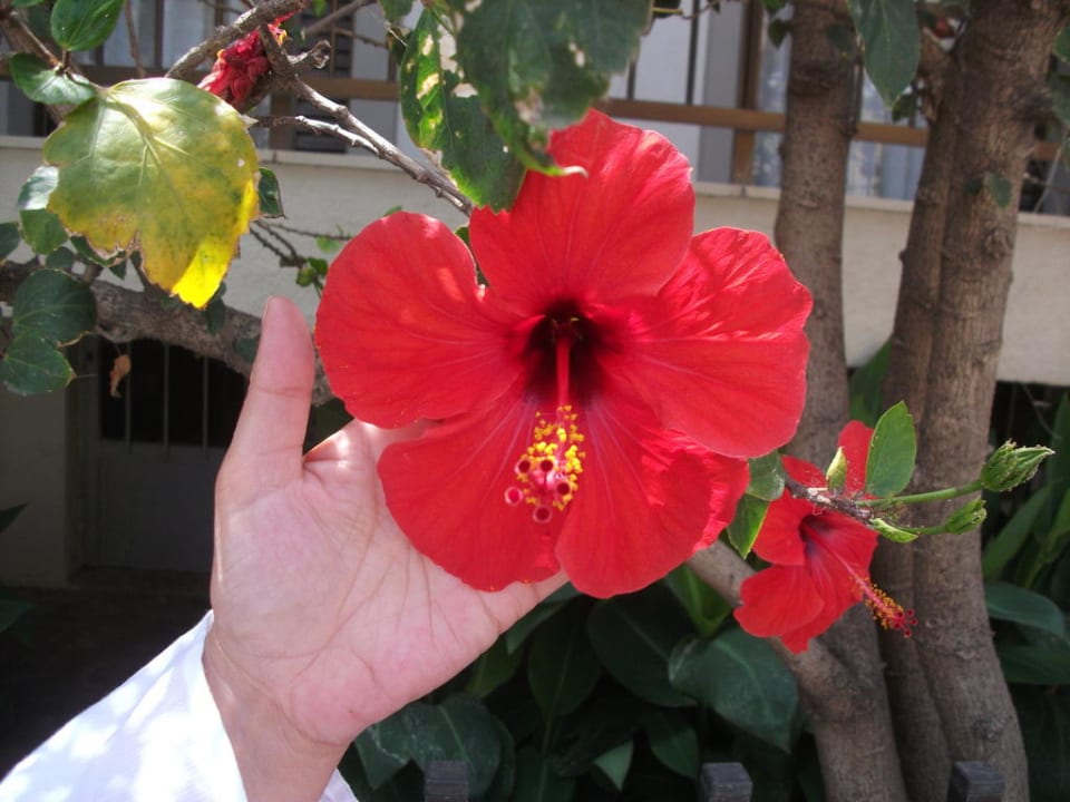 Flower in garden Phãea Cretan Malia