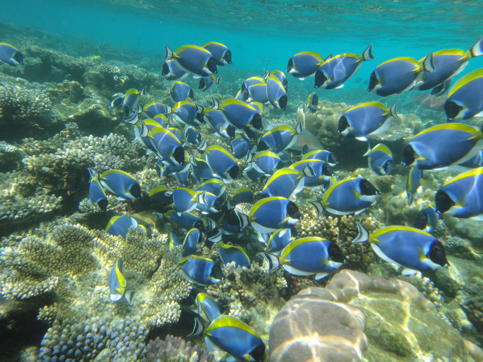 Unterwasserwelt Mirihi Island Resort