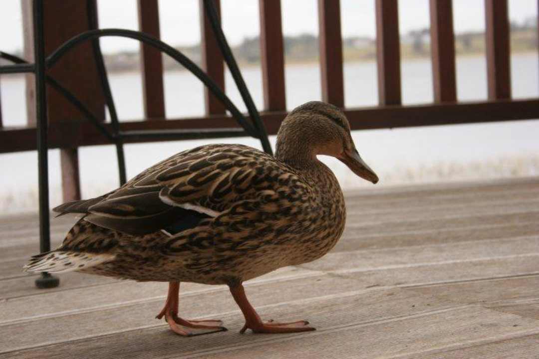 Gäste auf der Zimmereigenen Terrasse Hotel Wineport Lodge
