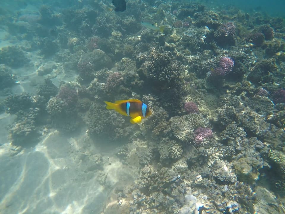 Sport & Freizeit Cleopatra Luxury Resort Makadi Bay