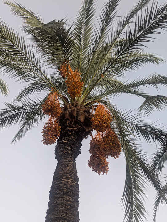 Gartenanlage Calimera Serra Palace