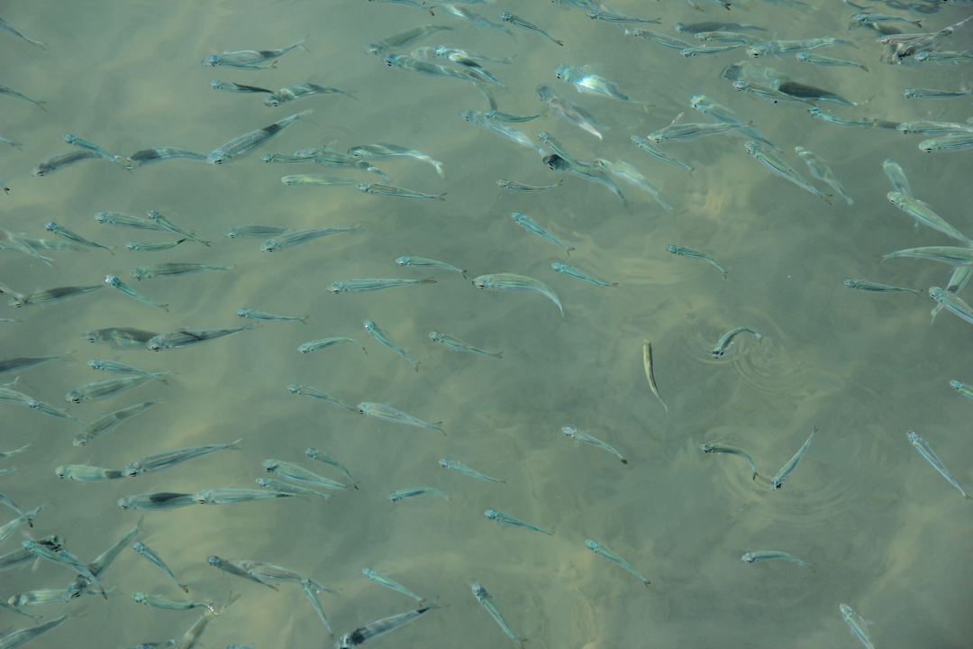 Рыбки с пирса Pickalbatros Alf Leila Wa Leila Resort - Neverland Hurghada