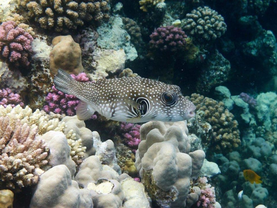 Schnorcheln am Hausriff Malikia Resort Abu Dabbab