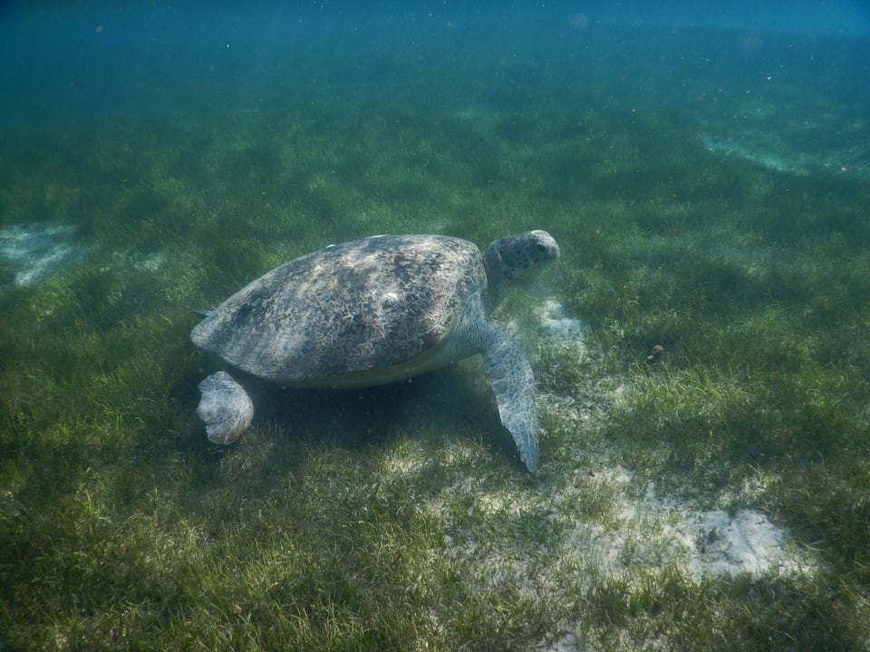 Strand Shams Prestige Abu Soma-Adults Only