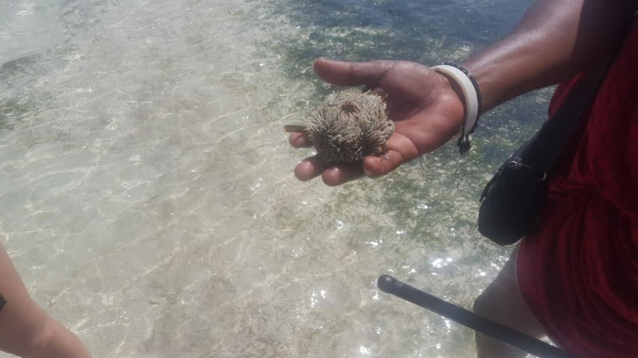 W wodzie TUI Blue Bahari Zanzibar