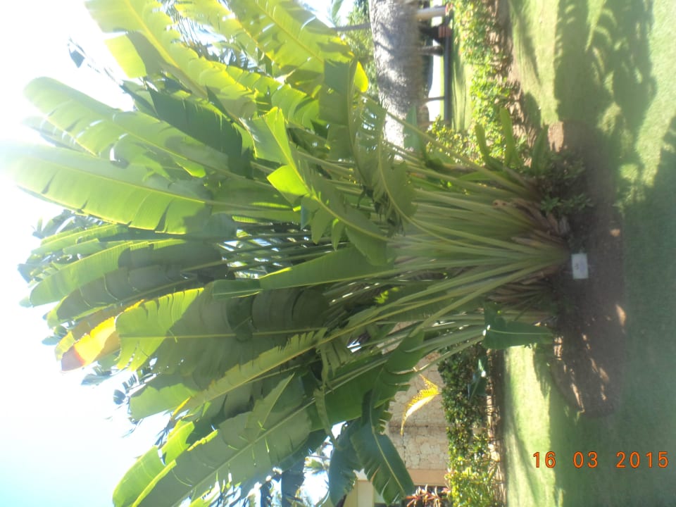 Hotel Grand Palladium Bávaro Suites Resort & Spa Grand Palladium Select Bávaro Resort & Spa