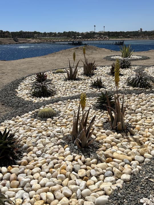 Gartenanlage Steigenberger Coraya Beach - Adults only