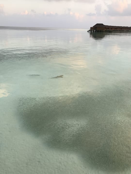 Strand Veligandu Maldives Resort Island