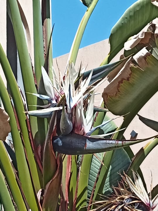 Gartenanlage Lazuli Hotel Marsa Alam