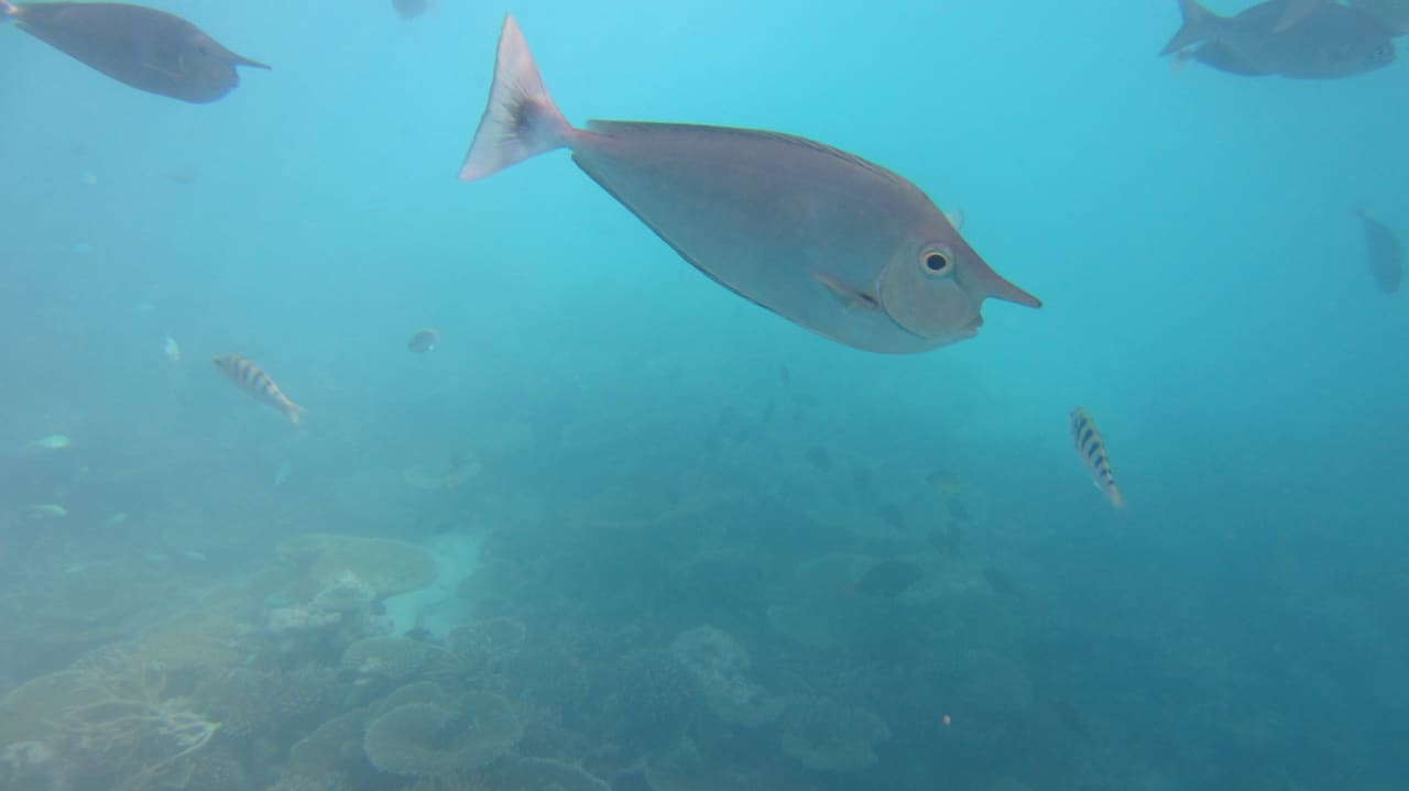 Schnorcheln - am Hausriff Meeru Maldives Resort Island