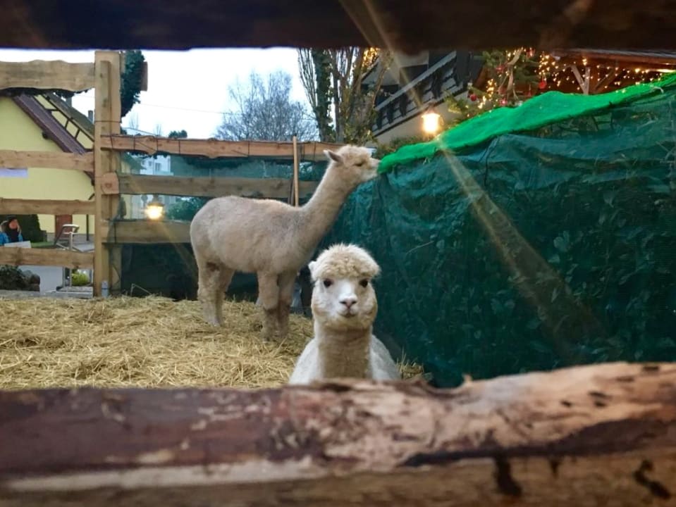 Gartenanlage Victor's Seehotel Weingärtner