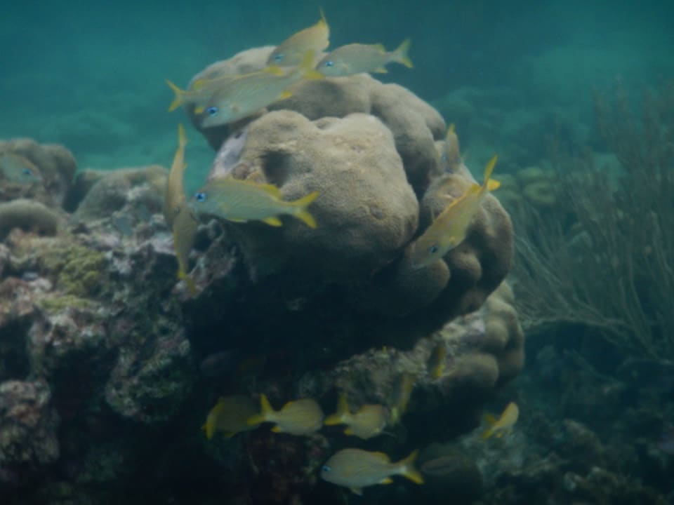 Strand Akumal Bay Beach & Wellness Resort