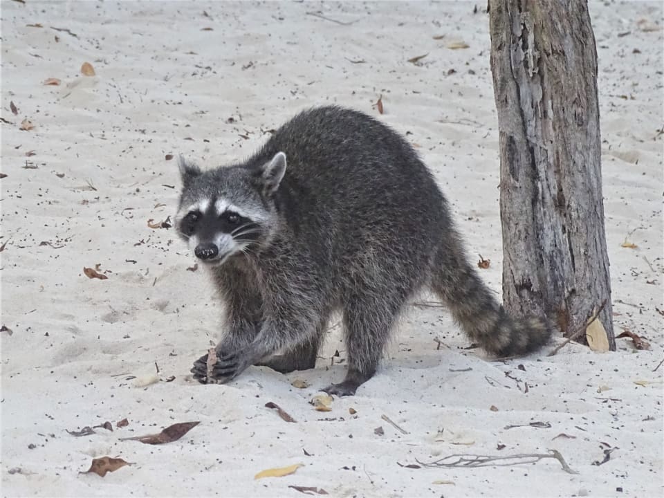 Strand Iberostar Waves Paraiso Beach