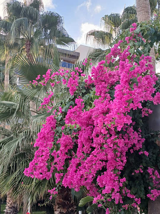 Gartenanlage Hotel Royal Garden Beach