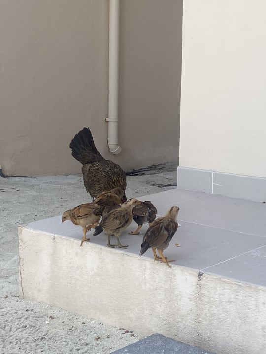 Ausblick Summer Island Maldives
