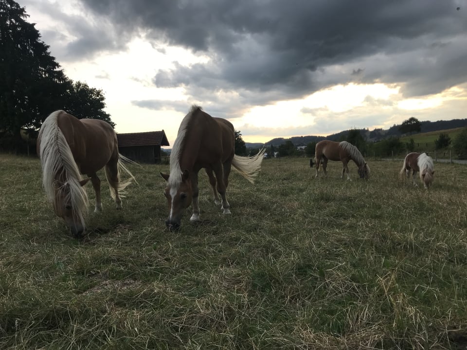 Sport & Freizeit Ferienwohnung Benihof