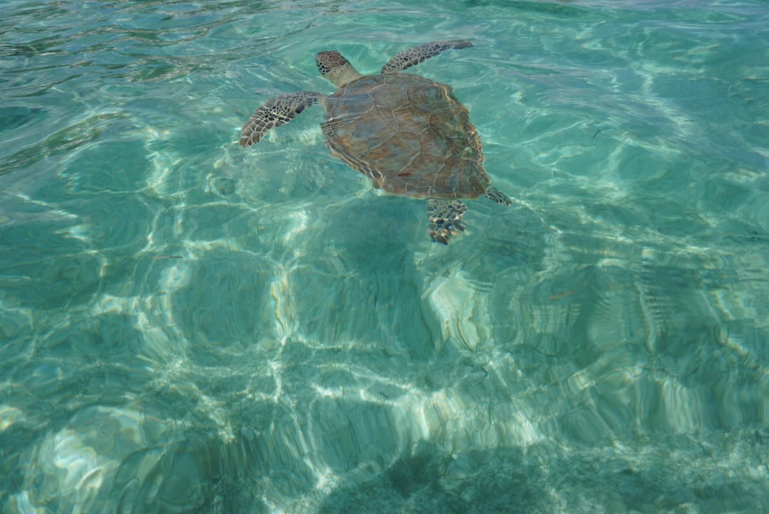 Strand Akumal Bay Beach & Wellness Resort