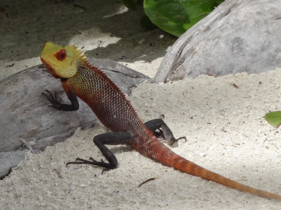 Inselbewohner Kuredu Island Resort & Spa