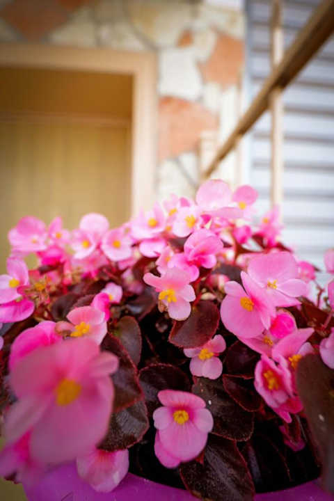 Gartenanlage Sofia Apartments