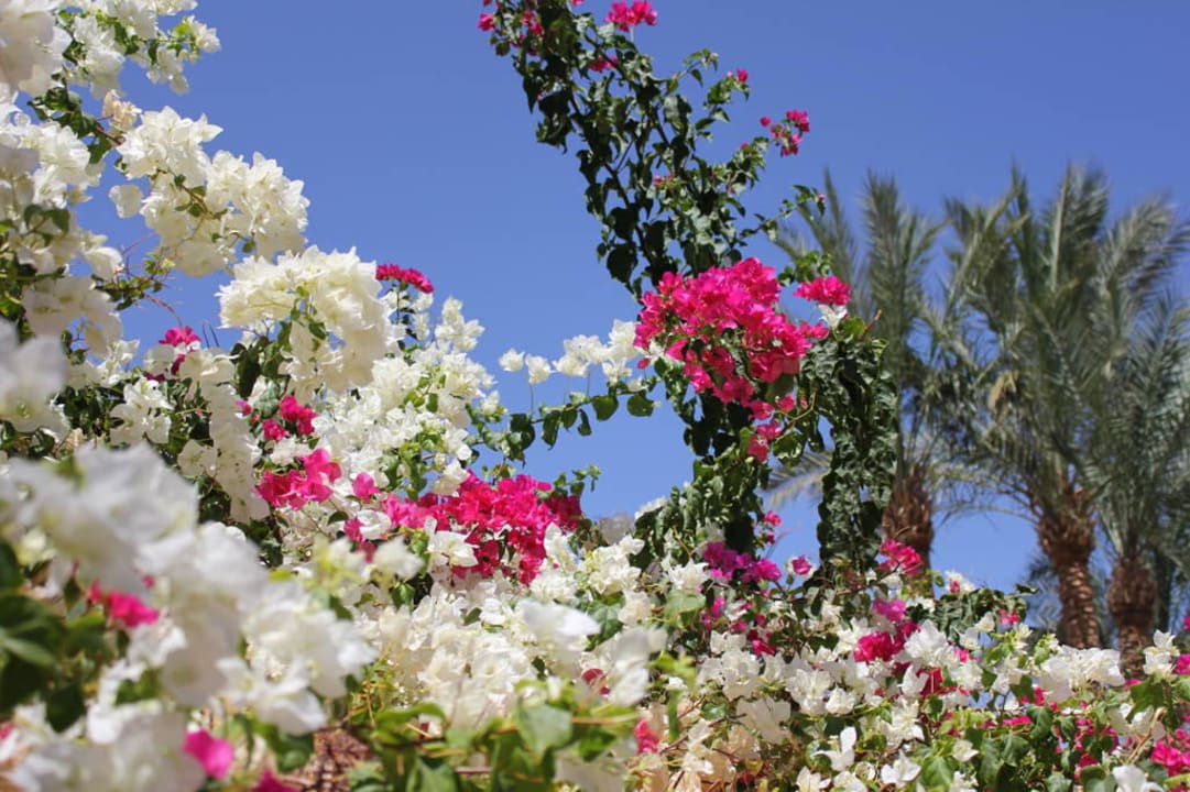 Gepflegter Garten Sharm Plaza