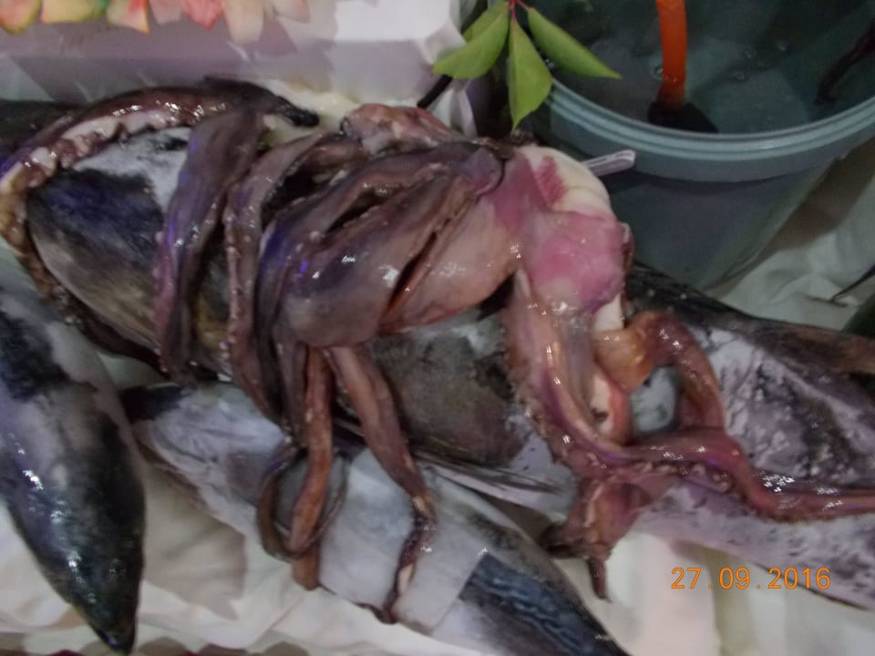 Deko Fischabend Adalya Ocean Deluxe