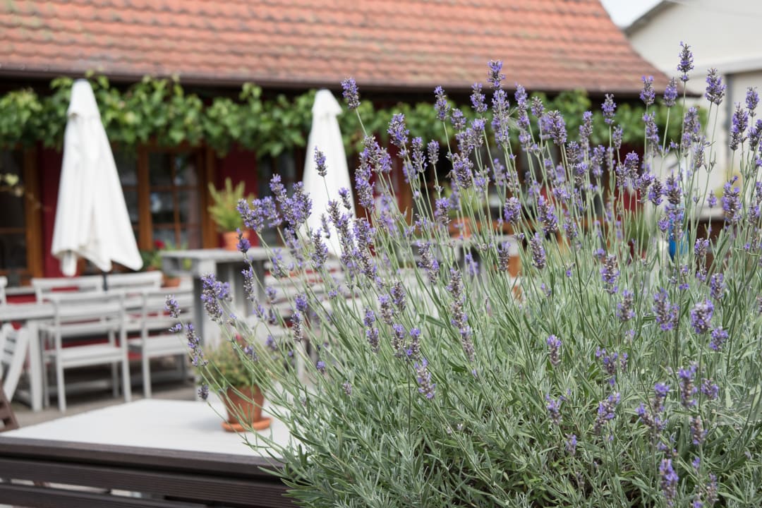 Gartenanlage Gesundheitsbewusster Urlaubshof Steffelin