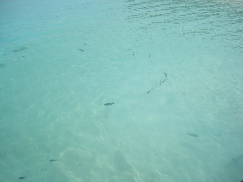 Fische Summer Island Maldives