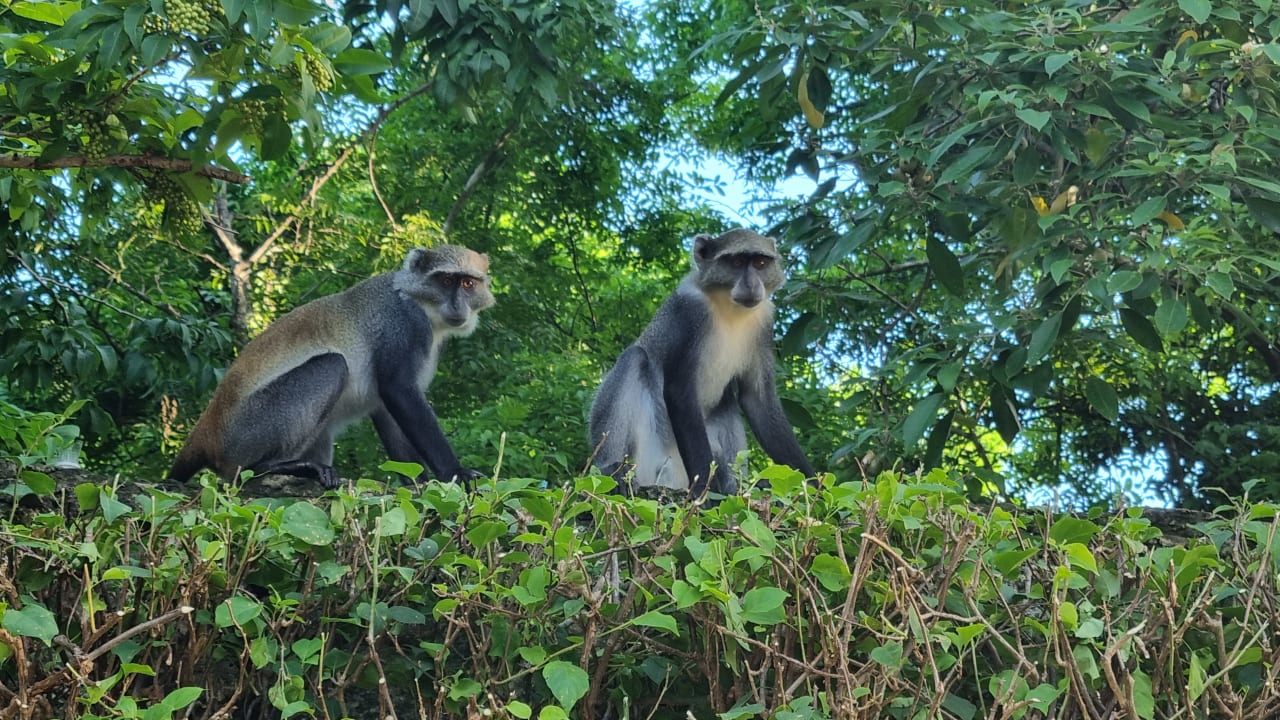 Gartenanlage Baobab Beach Resort & Spa